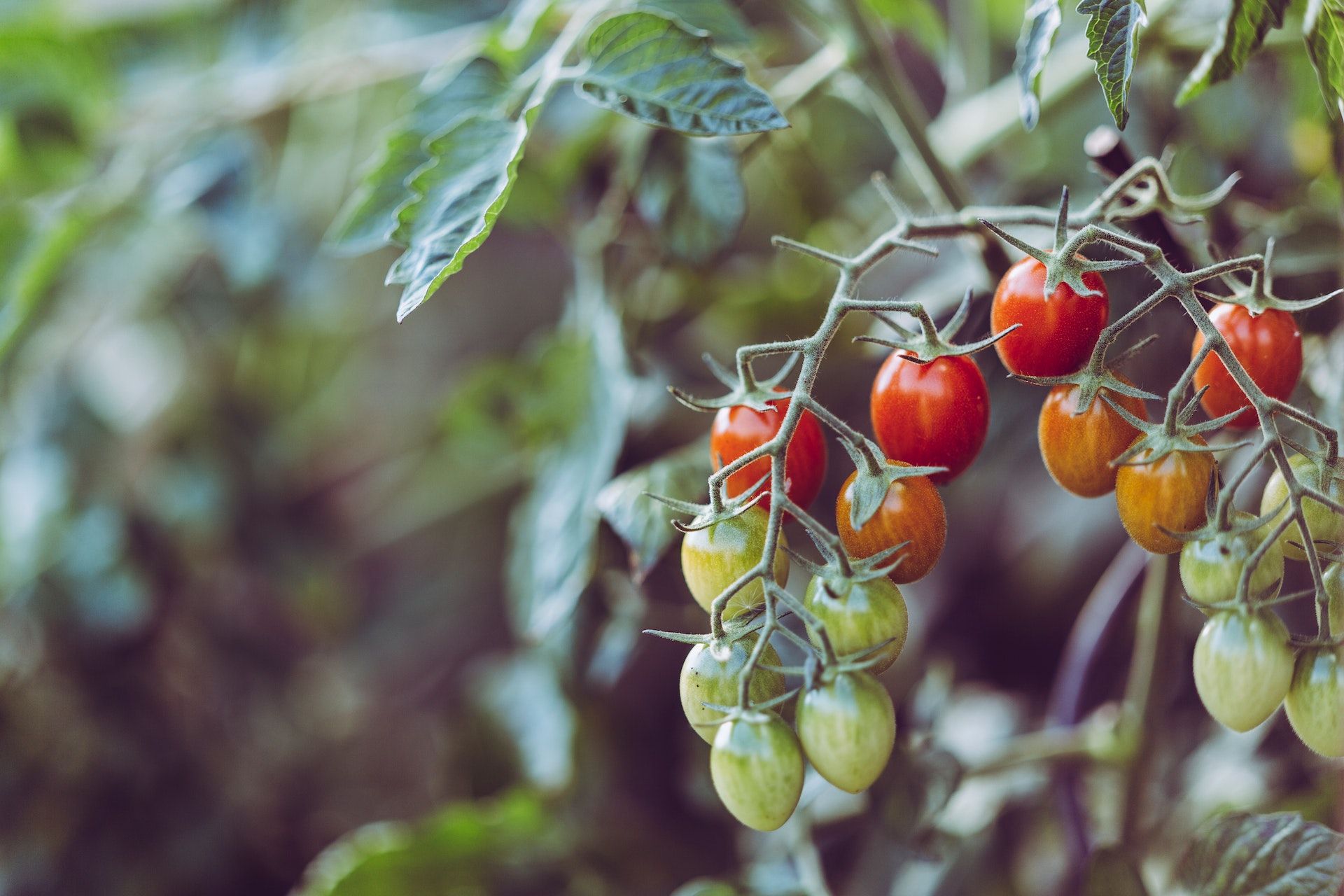 Uprawa pomidorów w ogródku - praktyczne porady