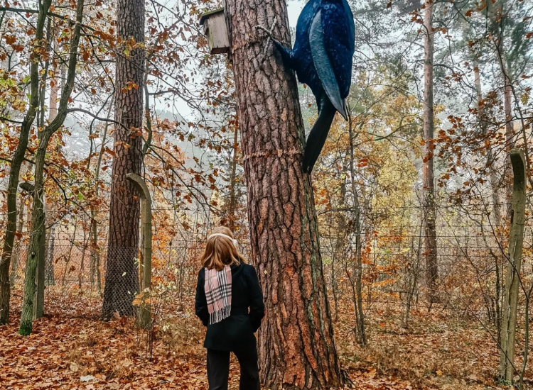 Lasy Sękocińskie – zielona oaza 2 km od&nbsp;osiedla
