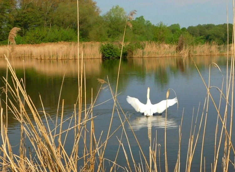 Raszyn Ponds Nature Reserve – an oasis of nature just around the corner