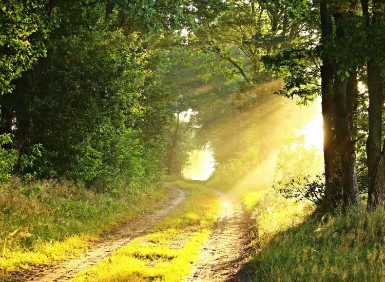 ścieżka leśna oświetlona promieniami słońca
