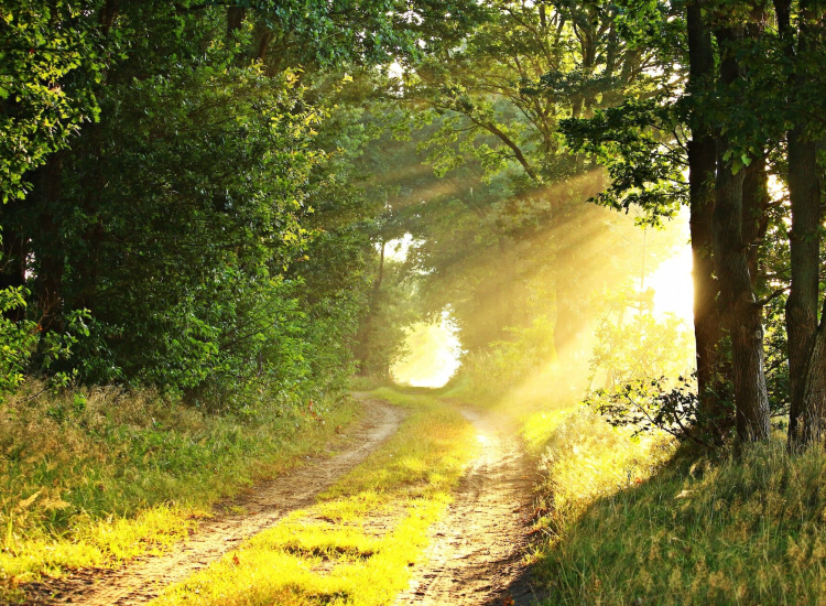 Lesznowola czyli... Leśna Wola