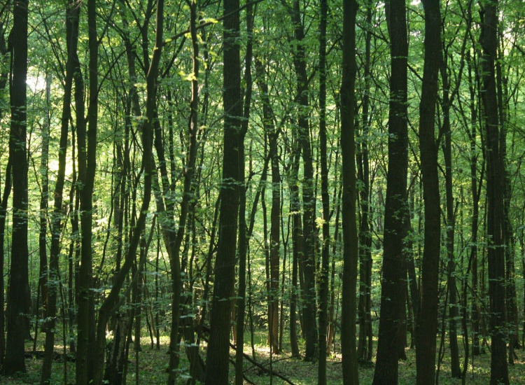 Пуща Слупецка – лесное приключение на расстоянии вытянутой руки