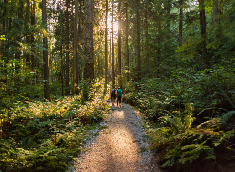 Okoliczne lasy polecają się na spacer!