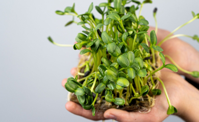 Микрозелень – здоровье и вкус в миниатюре