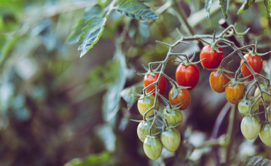 Uprawa pomidorów w&nbsp;ogródku – praktyczne porady