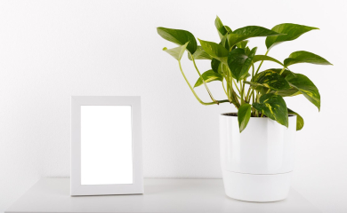 Rośliny oczyszczające powietrze w&nbsp;mieszkaniu – jakie wybrać?