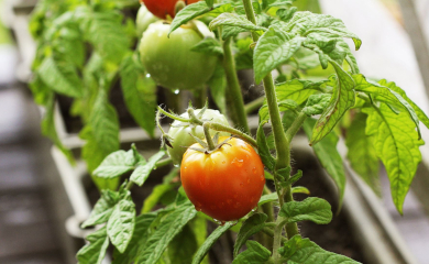 Jak urządzić ogródek warzywny w&nbsp;skrzyniach?