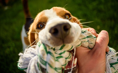 Mieszkanie z&nbsp;psem lub kotem – jak przygotować dom na&nbsp;zwierzaka?