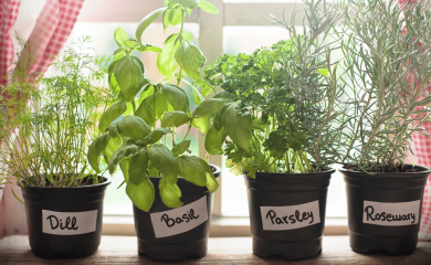 Zioła w&nbsp;kuchni – dlaczego warto?