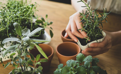 Домашний зелёный уголок – как выращивать свежие травы и проростки на кухне и в саду?