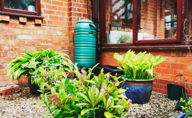 „Ogród deszczowy” – dlaczego warto go&nbsp;założyć?